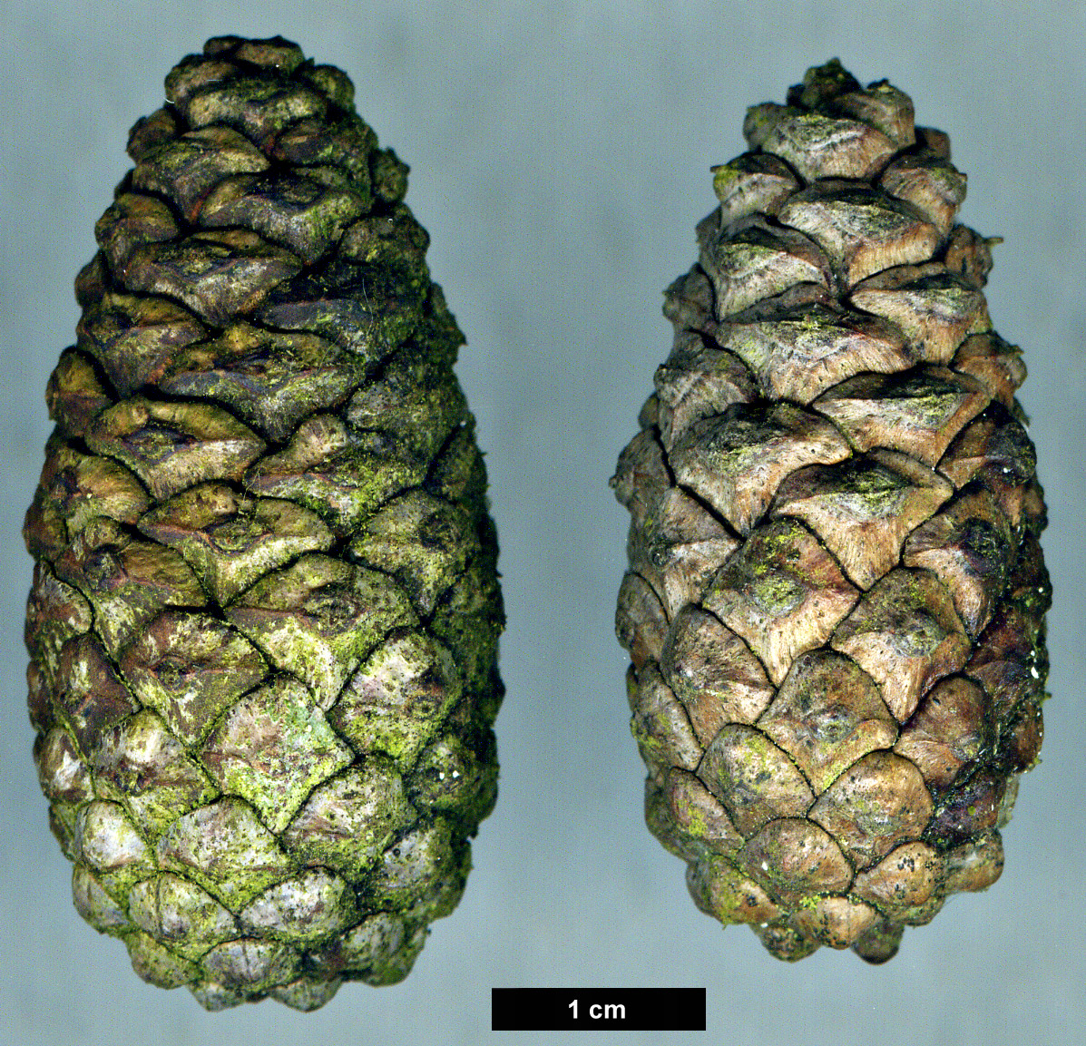 High resolution image: Family: Pinaceae - Genus: Pinus - Taxon: contorta - SpeciesSub: contorta 